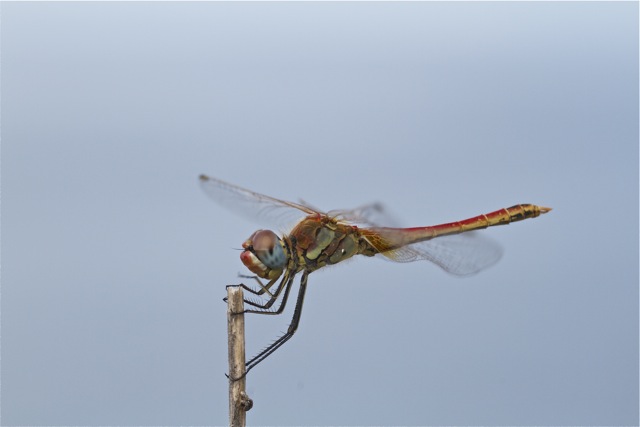 Libellula Sympetrum ? s, S. fonscolombii